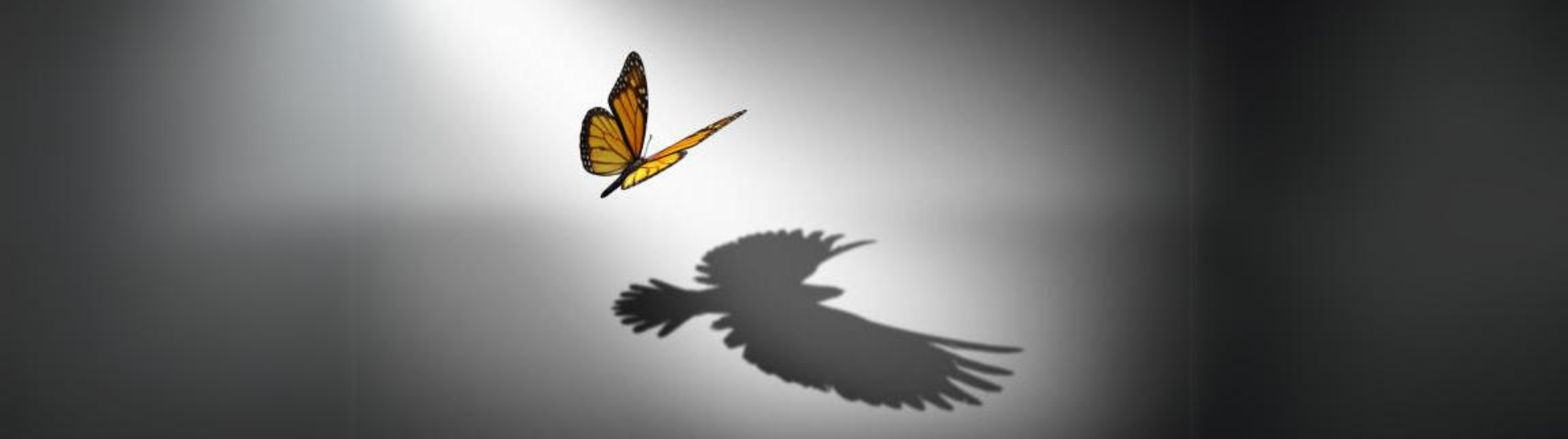 Butterfly shadow casting into an eagle